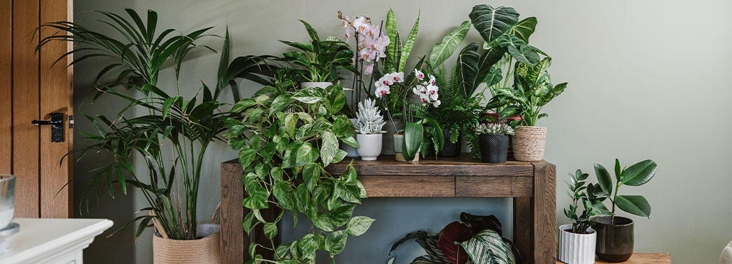 How to care for houseplants in autumn