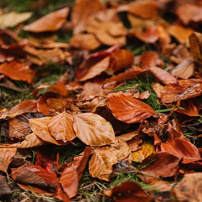 How to make leaf mould