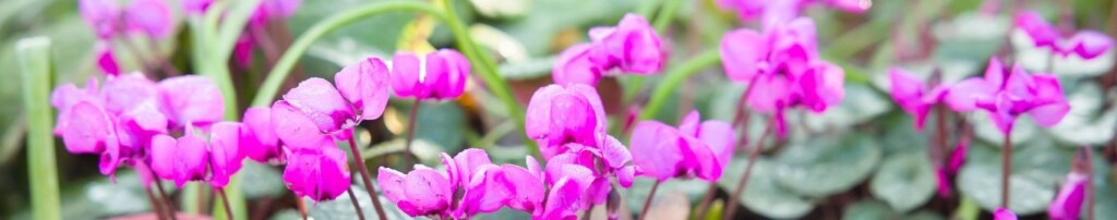 Essential Gardening for November