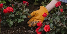 How to Grow Roses: The Complete Guide to Planting, Caring For & Pruning Roses