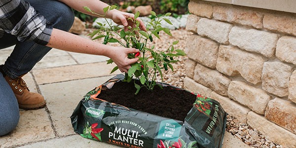 Westland Multi Planter with chilli