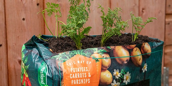 Carrots in multi planter