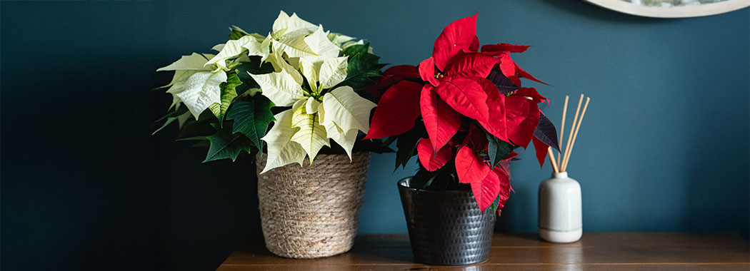 How to keep your christmas poinsettia alive