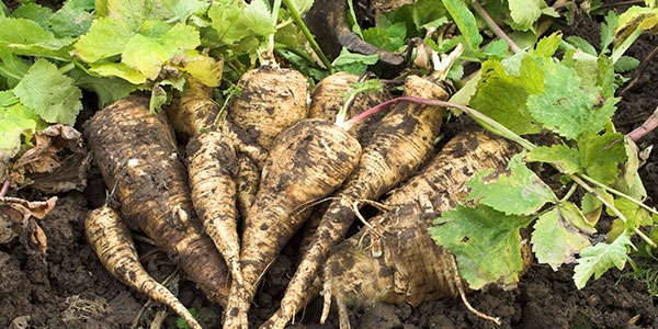 Parsnips in multi planter