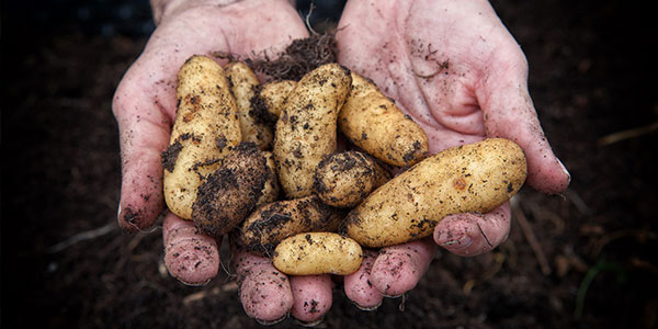 potatoes in hands