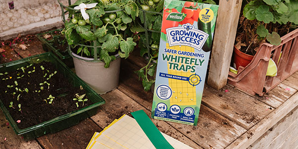 common garden pests white fly traps