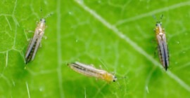Common Garden Pests: How to Spot and Control them
