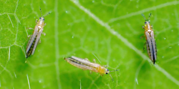 common-garden-pests-Glasshouse-Thrips