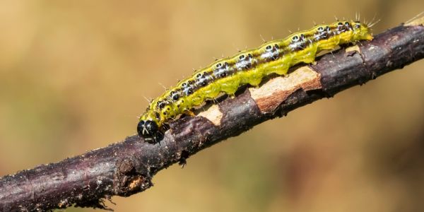 box tree catepillars