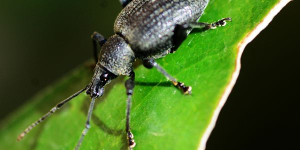 common garden pests vine weevils