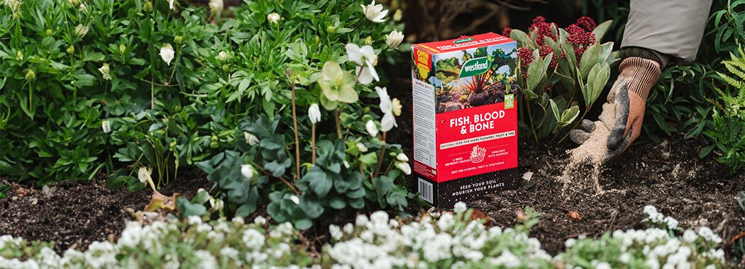 Feed your soil for more flowers, fruit and veg... 