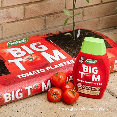 Grow bigger, tastier tomatoes* this summer